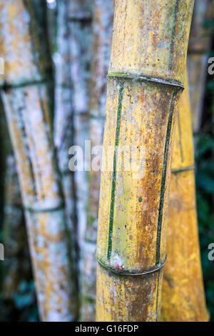 Nahaufnahme von Bambus Stamm Halme in Costa Rica Stockfoto