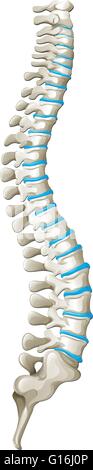 Wirbelsäule Diagramm Rückenschmerzen Abbildung Stock Vektor