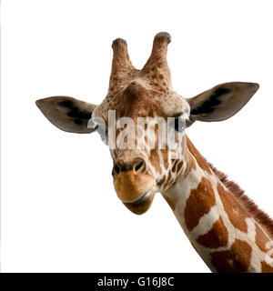 FriGiraffe Porträt weißen Hintergrund Stockfoto