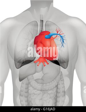 Menschenherz Diagramm in Abbildung detail Stock Vektor
