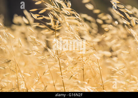 Gelben Grassamen und Blätter in einem wehenden Wind auf der Wiese von Kalifornien zu biegen. Stockfoto