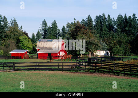 Rote Scheune auf Fraser Valley Farm, Langley, BC, Britisch-Kolumbien, Kanada - bäuerliche Landwirtschaft Landschaft Stockfoto