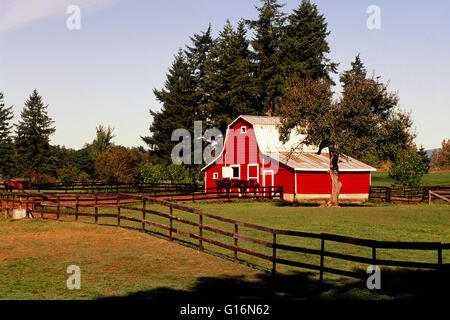 Rote Scheune auf Fraser Valley Farm, Langley, BC, Britisch-Kolumbien, Kanada - bäuerliche Landwirtschaft Landschaft Stockfoto