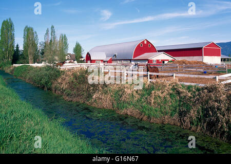 Rote Scheune auf Fraser Valley Farm, Pitt Meadows, BC, British Columbia, Kanada Stockfoto