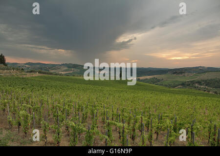 Blick auf Weinberge in der Toskana, Italien Stockfoto