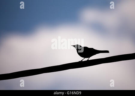 Silhouette der Amsel (Turdus Merula) auf im Frühlingsgarten Stockfoto