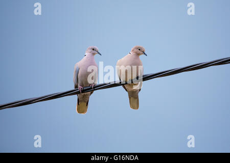 Collared Doves, Streptopelia Decaocto, zusammen auf einem Draht Strom thront. Collared Doves Vögel in der Liebe als Liebe Valentines Stockfoto