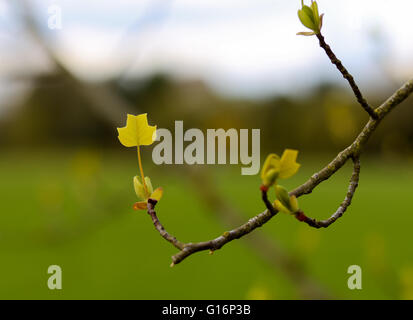 Junges Blatt der amerikanische Tulpenbaum auf einem Ast (Tuliptree, Tulpenbaum, Whitewood, Geige-Baum, gelbe Pappel) Stockfoto