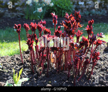 Hinterleuchtete bunte Neubildung einer Paeonia Pflanze, auch bekannt als Paeony. Diese krautige Staude hat auffallende rote Laub. Stockfoto