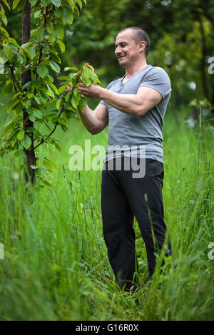 Europäische Bauern das hohe Gras in seinem Obstgarten Stockfoto