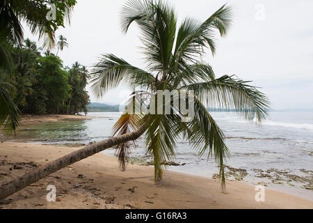 Eine Palme beugt sich Playa Manzanillo in Costa Rica. Stockfoto