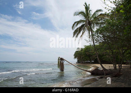 Eine Palme beugt sich über das Karibische Meer am Playa Manzanillo in Costa Rica. Stockfoto