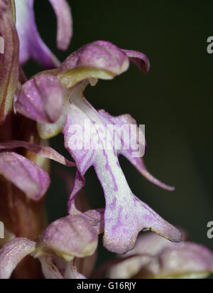 Giant Orchid - Himantoglossum Robertianum einzelne Blume Closeup Stockfoto