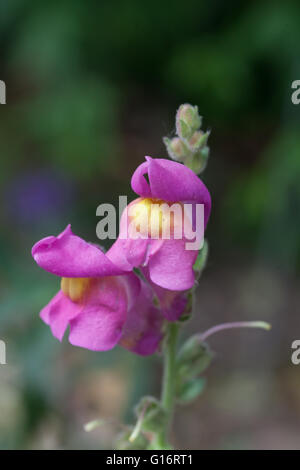 Antirrhinum majus Stockfoto