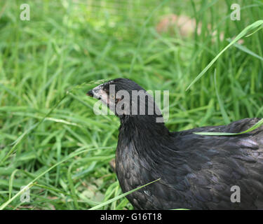 Huhn mit Rasen Hintergrund schwarz Stockfoto