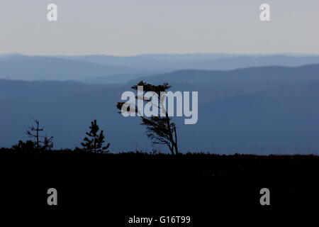 Baum-Silhouetten und verschiedenen Schattierungen von blau, gesehen vom Berg Högfjället in Dalarna, Schweden. Stockfoto