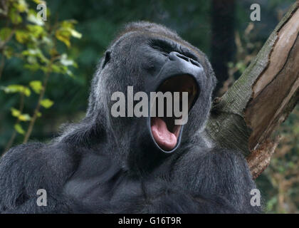 Gähnende Silberrücken männlichen Westlicher Flachlandgorilla, Mund weit offen, Zunge zeigen Stockfoto