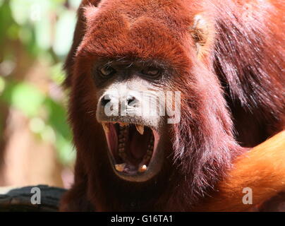 Reife alpha männliche venezolanischen rote Brüllaffen (Alouatta Seniculus) entblößt seine Zähne und heulen Stockfoto