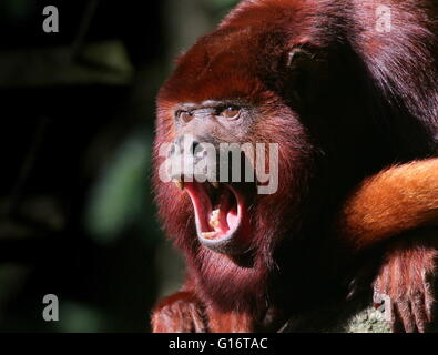 Reife alpha männliche venezolanischen rote Brüllaffen (Alouatta Seniculus) entblößt seine Zähne und heulen Stockfoto