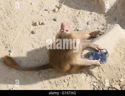 Junge afrikanische Heiligen Pavian (Papio Hamadryas) ausgelassen spielen mit einer Canon-Kompaktkamera in einem niederländischen Zoo (9 Bilder) Stockfoto