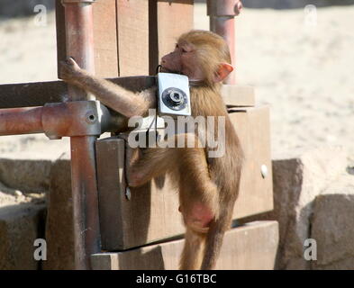 Junge afrikanische Heiligen Pavian (Papio Hamadryas) ausgelassen spielen mit einer Canon-Kompaktkamera in einem niederländischen Zoo (9 Bilder) Stockfoto