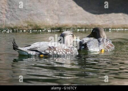 South American fliegen Dampfer Enten (Tachyeres Patachonicus) schwimmen. Stockfoto