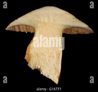 Querschnitt einer Wildleder Bolete (Xerocomus Subtomentosus). Stockfoto