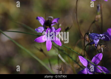 Glockenblume (Campanula Patula) Blüten zu verbreiten. Stockfoto