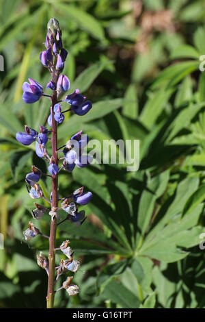 Blüht der Garten Lupine (Lupinus Polyphyllus) mit den Fingern Blättern im Hintergrund. Stockfoto