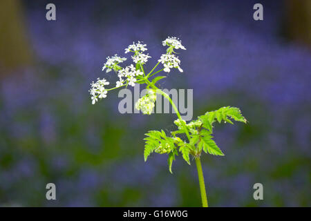 Kuh Petersilie wilder Kerbel Anthriscus Sylvestris Blume Stockfoto