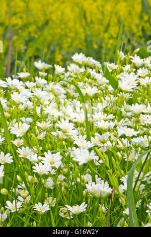 Kamille Asteraceae Kamillenblüten Stockfoto