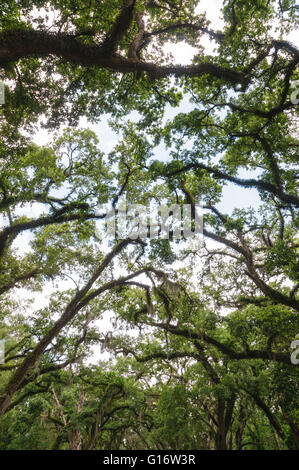 Eine ferne Reihe schlanker korinthischer Säulen steht über einen weiten sonnenbeschienenen Rasen vor einer dichten grünen Baumreihe in den Windsor Ruins, Mississippi. Stockfoto