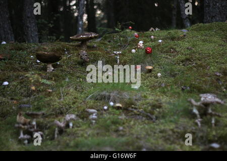 Vielzahl von verschiedenen Pilzen in einem schwedischen Wald. Stockfoto