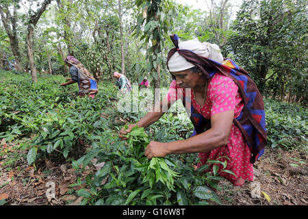 Teepflückerinnen in einer Teeplantage der Peermade Development Society PDS, Peermade, Kerala, Indien Stockfoto