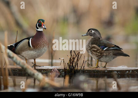 Ein paar Enten Holz im Frühjahr in Minnesota Stockfoto