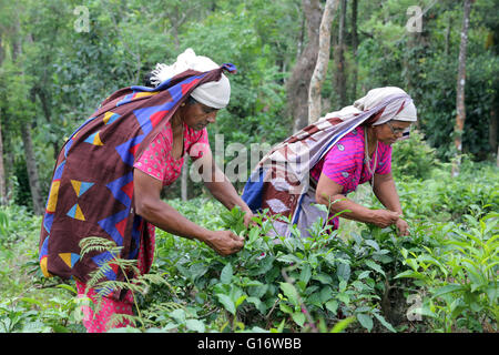 Teepflückerinnen in einer Teeplantage der Peermade Development Society PDS, Peermade, Kerala, Indien Stockfoto