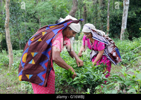 Teepflückerinnen in einer Teeplantage der Peermade Development Society PDS, Peermade, Kerala, Indien Stockfoto