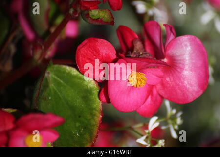 Blüten der ornamentalen Begonia x Semperflorens-Cultorum Hybrid. Stockfoto