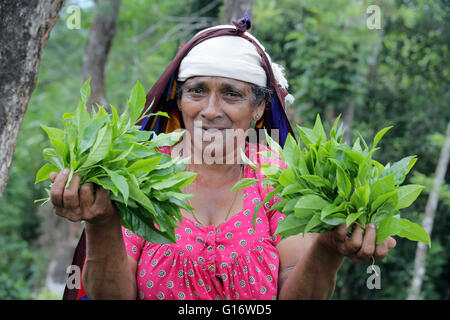 Teepflückerinnen in einer Teeplantage der Peermade Development Society PDS, Peermade, Kerala, Indien Stockfoto