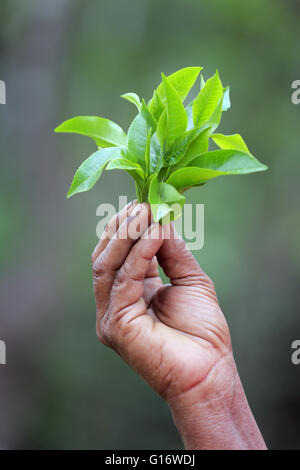 Teepflückerinnen in einer Teeplantage der Peermade Development Society PDS, Peermade, Kerala, Indien Stockfoto