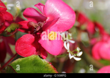 Blüten der ornamentalen Begonia x Semperflorens-Cultorum Hybrid. Stockfoto