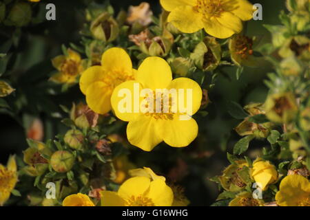 Blüten der strauchartigen Fingerkraut (Dasiphora Fruticosa Sy Potentilla Fruticosa). Stockfoto