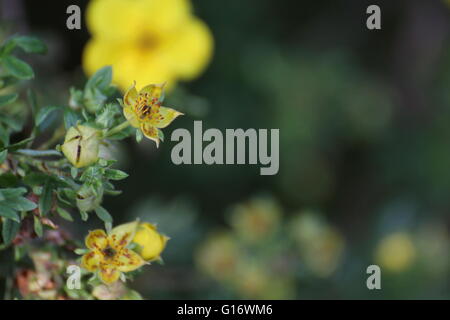 Früchte der strauchartigen Fingerkraut (Dasiphora Fruticosa Sy Potentilla Fruticosa). Stockfoto