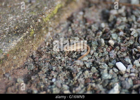 Sehr junge glatte Newt (Lissotriton Vulgaris) auf Kies Boden. Stockfoto