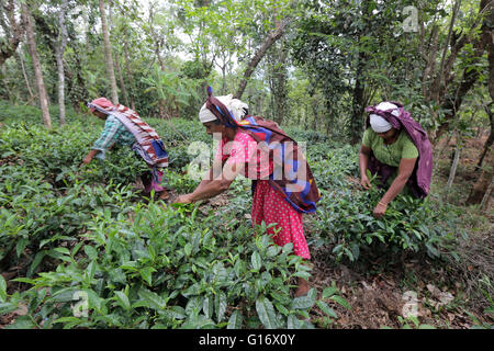 Teepflückerinnen in einer Teeplantage der Peermade Development Society PDS, Peermade, Kerala, Indien Stockfoto