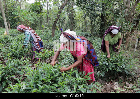 Teepflückerinnen in einer Teeplantage der Peermade Development Society PDS, Peermade, Kerala, Indien Stockfoto