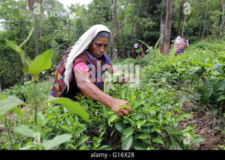 Teepflückerinnen in einer Teeplantage der Peermade Development Society PDS, Peermade, Kerala, Indien Stockfoto