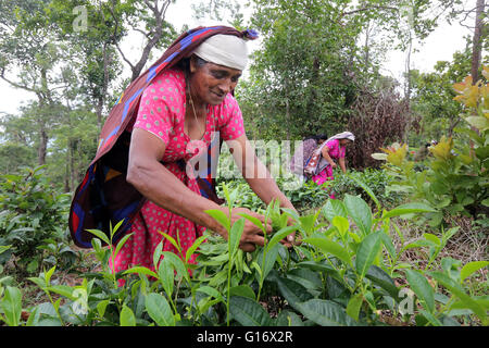 Teepflückerinnen in einer Teeplantage der Peermade Development Society PDS, Peermade, Kerala, Indien Stockfoto