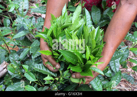 Teepflückerinnen in einer Teeplantage der Peermade Development Society PDS, Peermade, Kerala, Indien Stockfoto