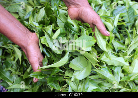 Teepflückerinnen in einer Teeplantage der Peermade Development Society PDS, Peermade, Kerala, Indien Stockfoto